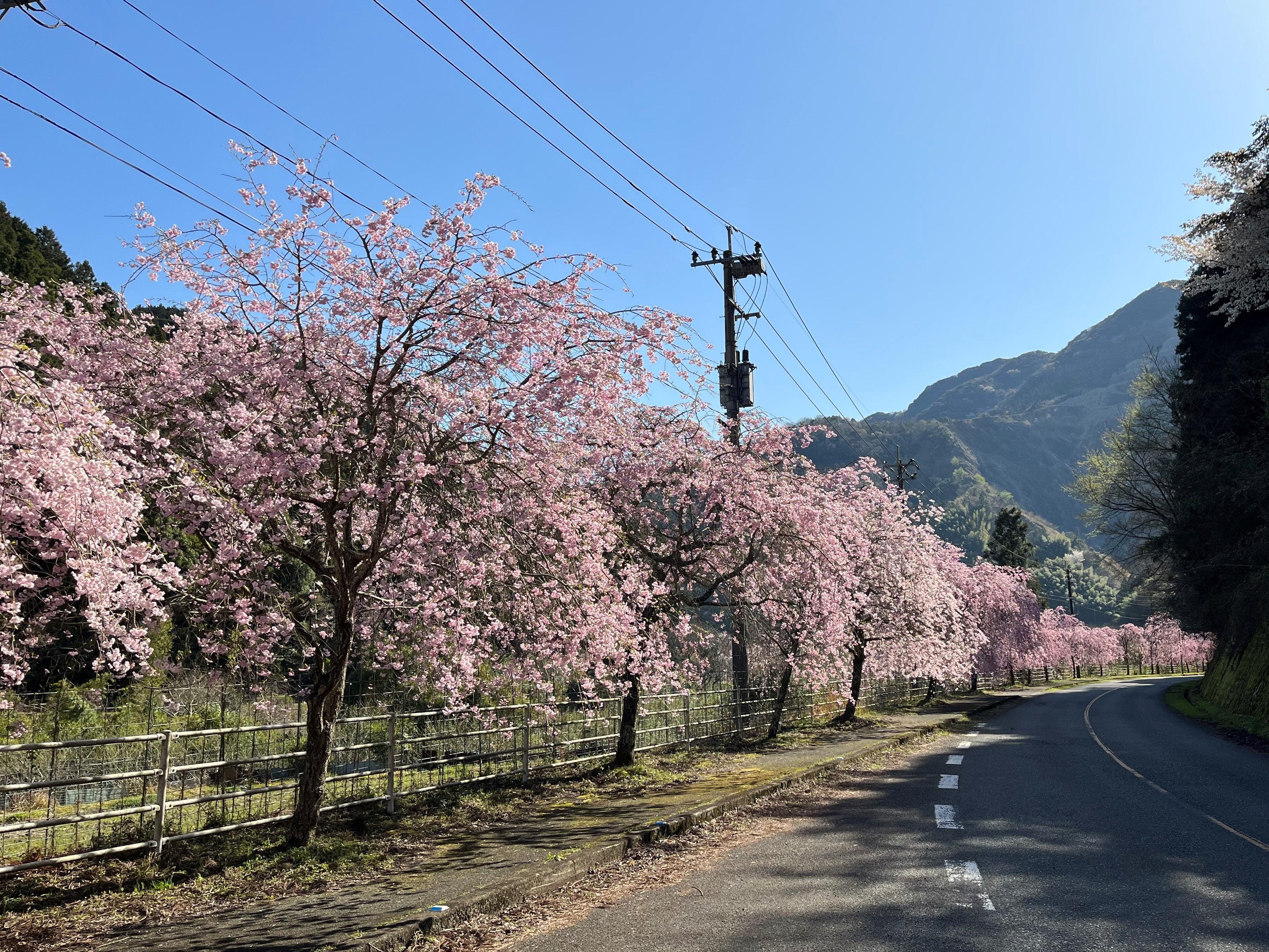 【福岡県飯塚市】Iizuka Sakura Tour: Strawberry Picking & Shopping & Iizuka Ichitaro Gozen_ツアー画像1