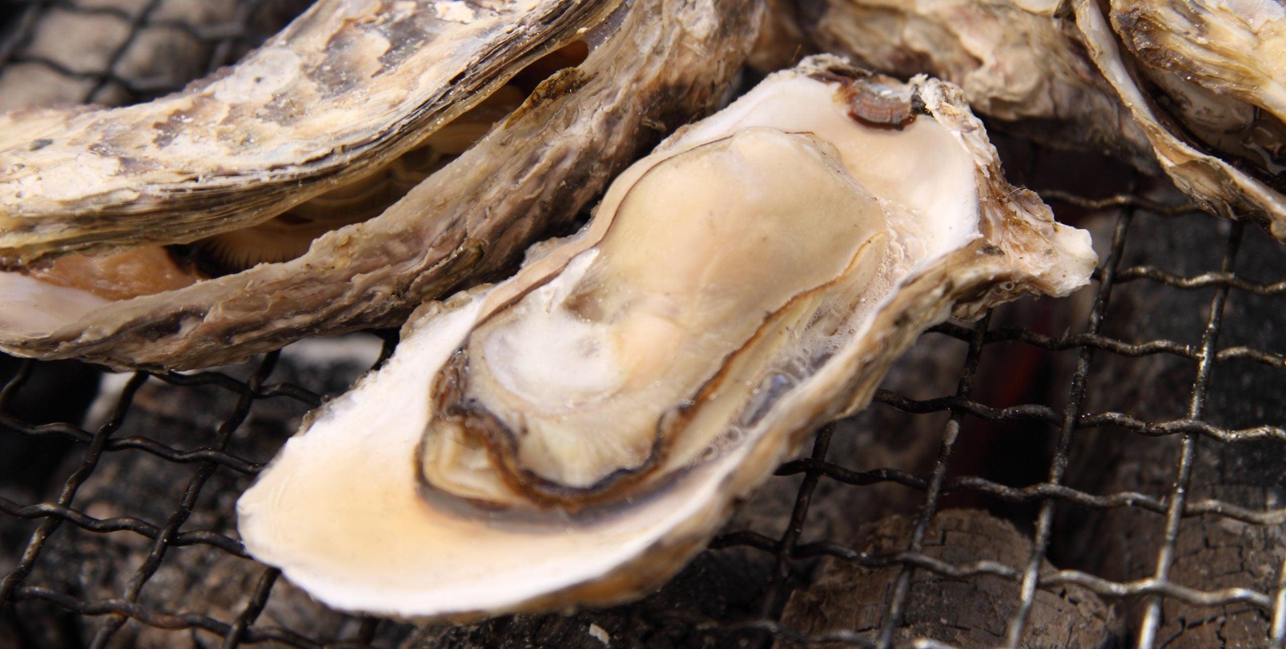 焼き牡蠣と糸島半島周遊バスツアー【春のよかバス特集】_ツアー画像1