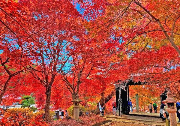 小京都秋月の紅葉絵巻と柿狩り3個お土産付と白壁の町家レストランで秋の彩かごランチ_ツアー画像1