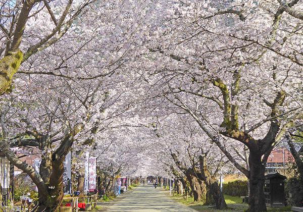 小京都秋月の桜トンネルと甘木鉄道お花見列車と草場川の桜並木と百年古民家レストランで枡箱ランチ_ツアー画像1