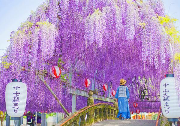 中山の大藤と久留米市つつじの宴とイチゴ狩り1パックお土産付と午後のデザートティータイム_ツアー画像1