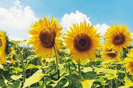 【久留米発着】海を見ながら鮨を堪能　おおとう桜街道　花公園ひまわり観賞 日帰り　福岡県からの助成金を適用しています。_ツアー画像1