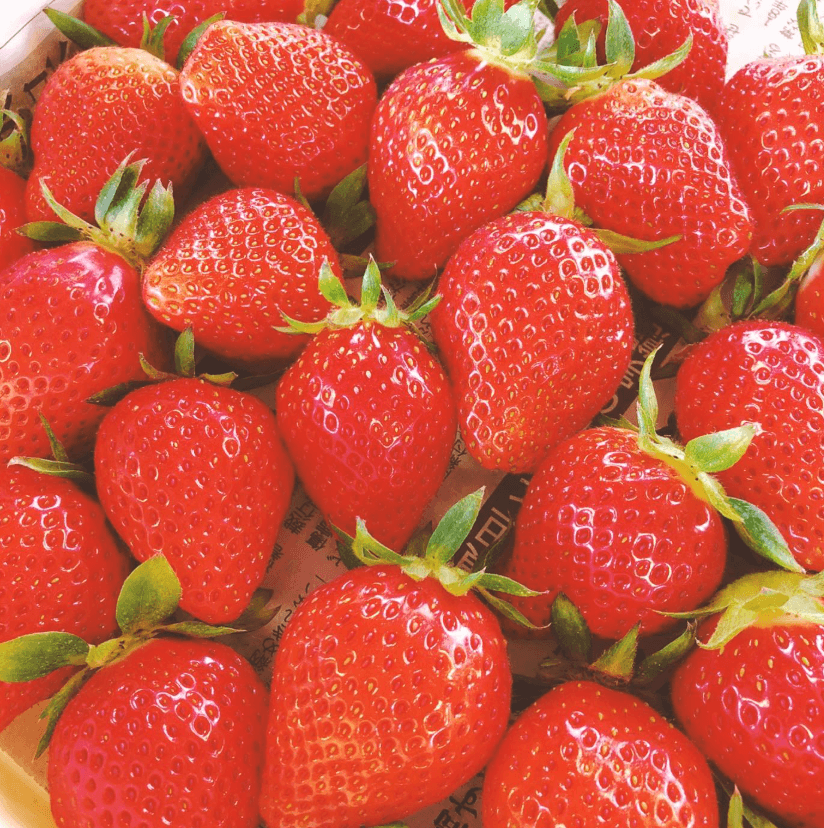 【福岡県飯塚市】 いちご狩り&福智山ろく花公園・直方がんだびっくり市・洋食屋Bon_ツアー画像1