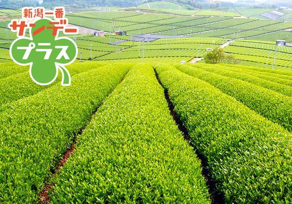 《よかバス×TeNY》福岡旅する茶のくに八女 とっておきのスポット旅_ツアー画像1