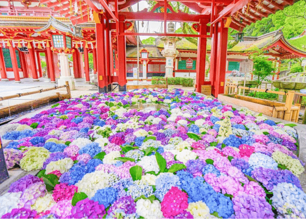 はなみずき 「若冲 琳派」鑑賞　道真公ゆかりの筑紫で紫陽花めぐり 日帰り_ツアー画像1