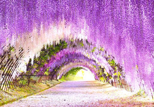 河内藤園の藤棚トンネルと季節の花咲く白野江植物公園_ツアー画像1