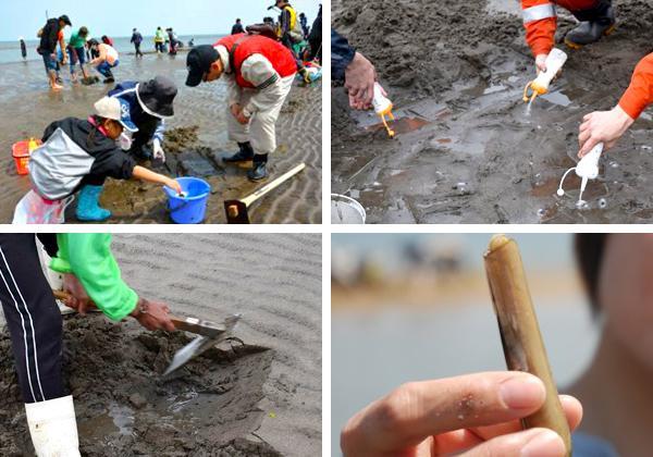 ハンカチの木の花咲く白野江植物公園と簑島海岸マテ貝掘り_ツアー画像1