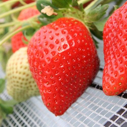 【バスハイク／(福岡)天神発着】 添乗員同行 ＜2026.4月～5月発＞ 恋する筑後・八女　ときめきツアー 茶のくに八女ですすり茶体験 いちご狩り食べ放題 ・ 恋木神社 うれしい筑後スイーツのお土産付き！_ツアー画像1