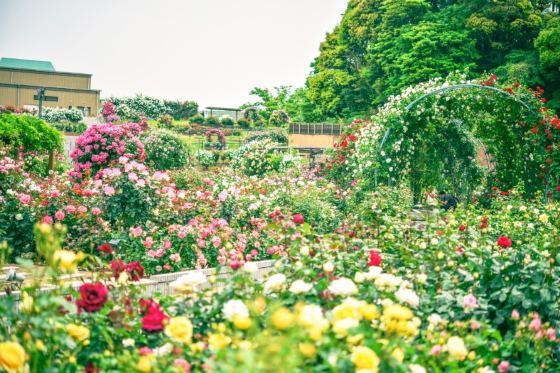【バスハイク／添乗員同行／(福岡)天神発着】 宗像・芦屋ゆったり旅 宗像大社参拝と 響灘緑地ローズガーデンでバラ観賞 畑の見えるレストラン・野々庵で和ランチ_ツアー画像1
