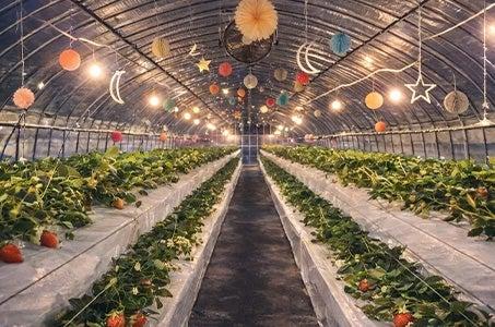 ★ライトアップ農園で楽しむ夜のいちご狩り&ヒルトン福岡シーホーク ランチビュッフェ♪個性豊かなフルーツワインを作る巨峰ワイナリーにお立ち寄り【春のよかバス特集】_ツアー画像1