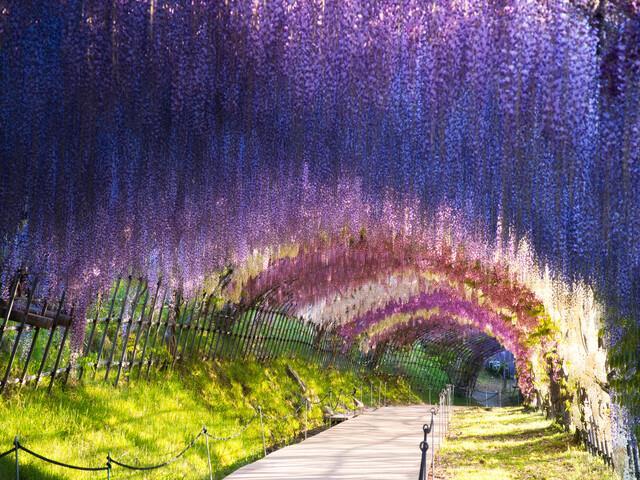 【博多発着】一度は行きたい！日本の最も美しい場所31選に選ばれた「河内藤園」と海と山に囲まれた港町「門司港レトロ」散策_ツアー画像1