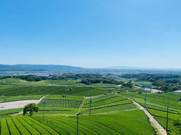 茶のくに 八女めぐり　～八女茶体験とパワースポット、町並み散策　柳川舟下り～　花菖蒲を船上より観賞_ツアー画像1