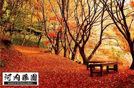 秋の河内藤園と英彦山スロープカーからの紅葉観賞＆フランス料理「梓屋」の和栗と季節のフルーツパフェ_ツアー画像1