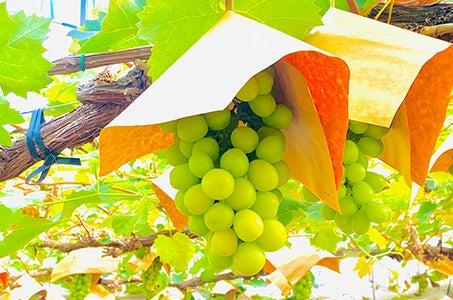【大人の夏旅】福岡・柳川名物うなぎせいろ蒸しと 樹上完熟シャインマスカット(1房)収穫体験!_ツアー画像1