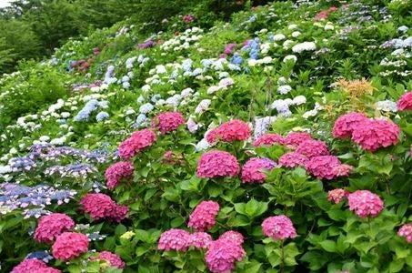 【飯塚市発着】初夏の筑豊あじさい巡り_ツアー画像1