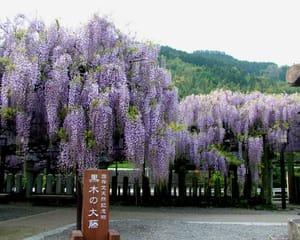 八女の春を巡る 大藤まつりといちご狩りの旅 _ツアー画像1