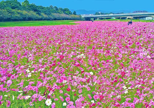 【よかバス対象】柿狩り3個お土産付♪ 水城コスモス畑と石橋文化センター秋バラと街の文化財レストランで山海の恵みランチ_ツアー画像1