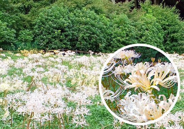 約1万本の白い彼岸花と御神衣鑑賞と伝法寺庄古民家レストラン_ツアー画像1