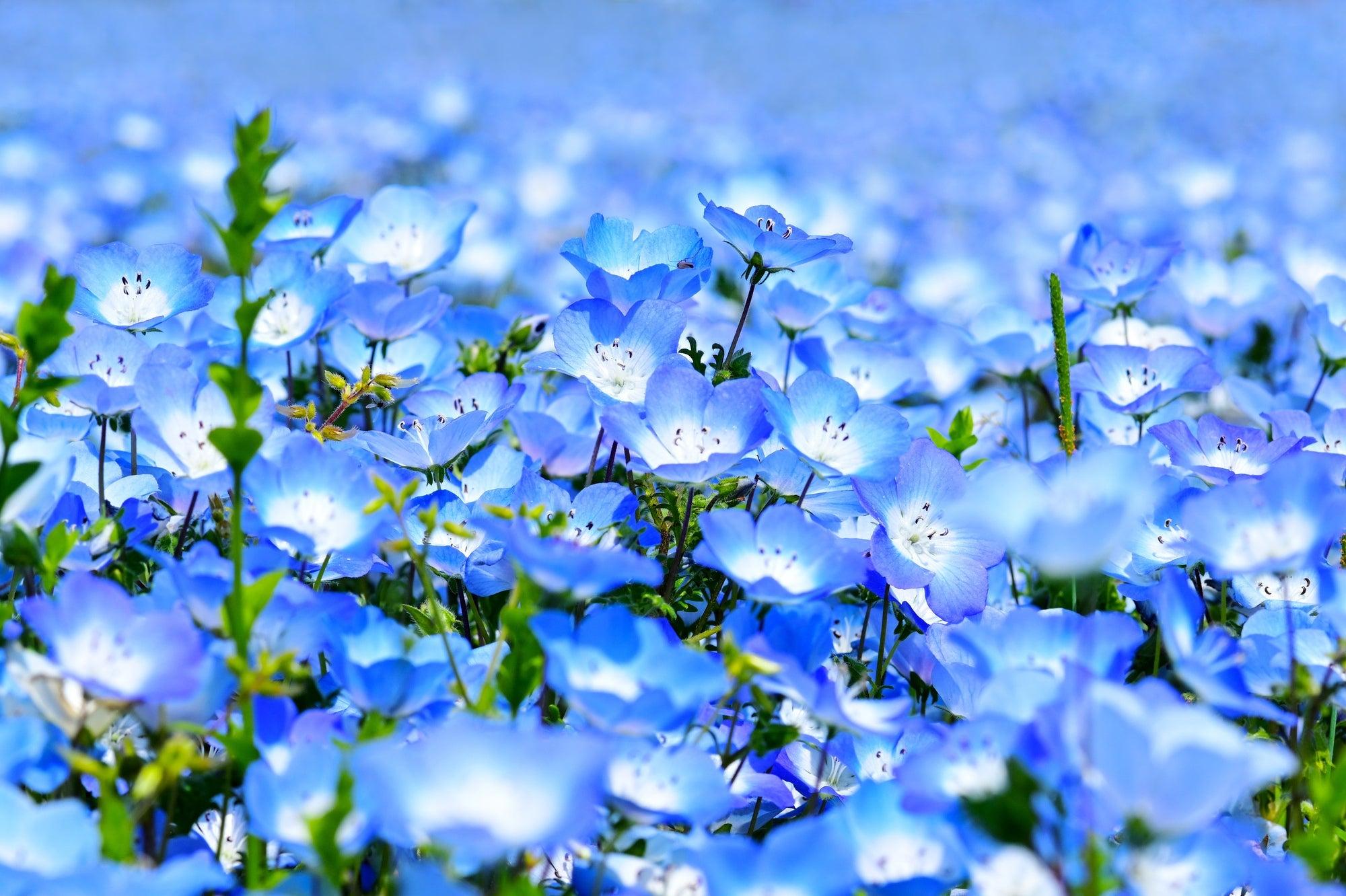 『都ホテル博多で優雅にコース料理の昼食 桜・ネモフィラの競演と宮地嶽神社の桜』【現地集合】_ツアー画像1