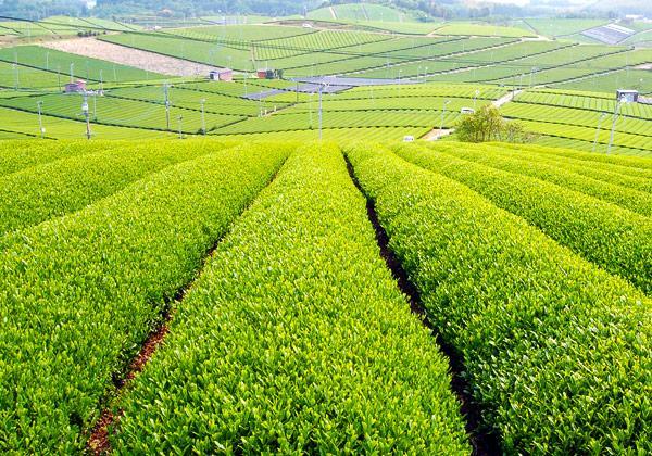 《よかバス×TeNY》福岡旅する茶のくに八女 とっておきのスポット旅_ツアー画像1