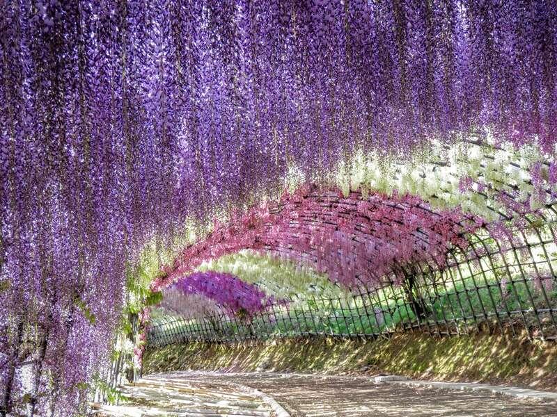 【赤間・東郷・福間・古賀発】 一度は行きたい河内藤園の藤棚&ワールドランチバイキング 日帰り_ツアー画像1