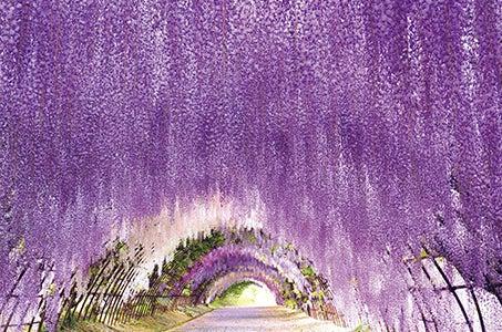 (博多発着)河内藤園・吉祥寺の藤と純白の花なんじゃもんじゃ品数100種以上のワールドビュッフェ 日帰り_ツアー画像1