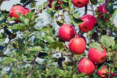 【飯塚市発着】秋のごほうび旅 1日で楽しむ!3つのフルーツ狩り_ツアー画像1