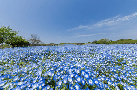 ★20席限定★ 海の見えるカウンター席で職人が握る『名物・宗像牛の握りを含む本格寿司』に舌鼓&海の中道海浜公園『ネモフィラ観賞』 _ツアー画像1